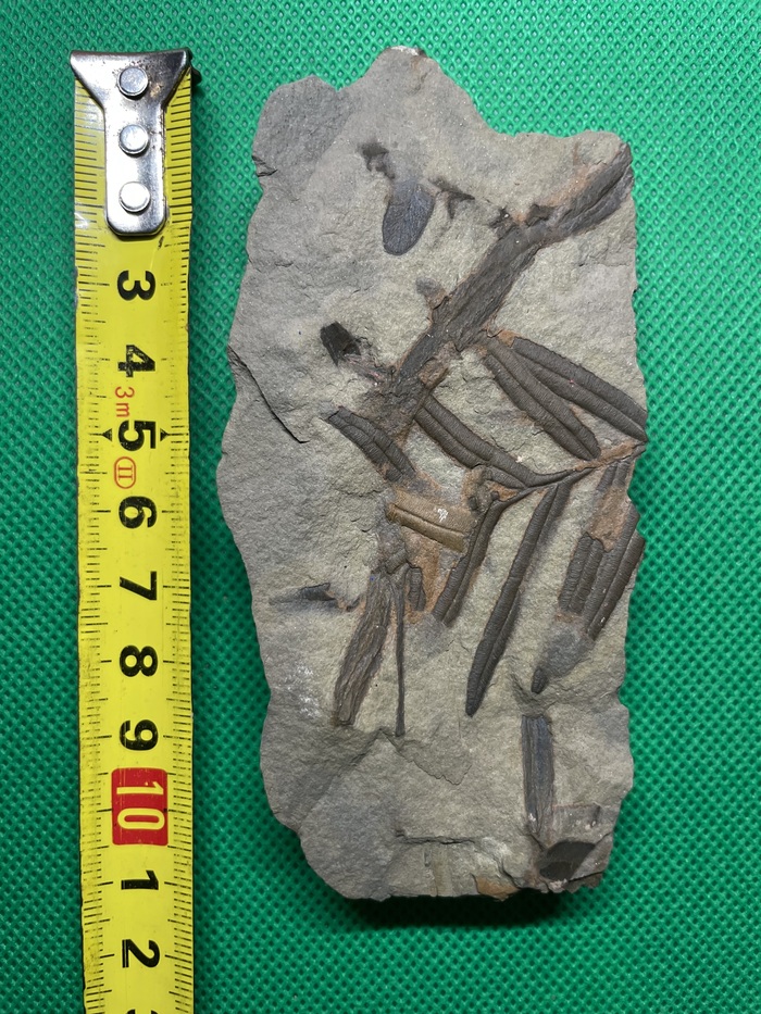 Представляю Вам отпечатки растений, голосеменные папоротники, видов Алетоптерис, Нейроптерис. Произрастали данные растения в Палеозойской эре, Каменноугольном периоде. Примерно 298-358 млн лет назад.