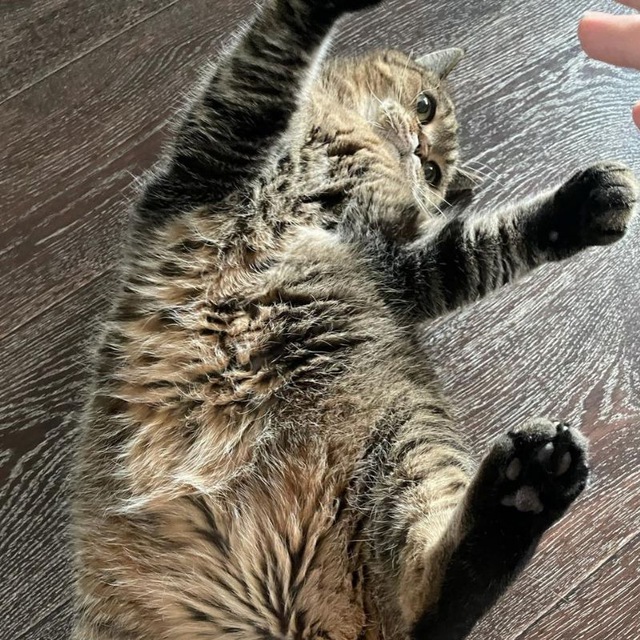 Моя лучшая фотография кота