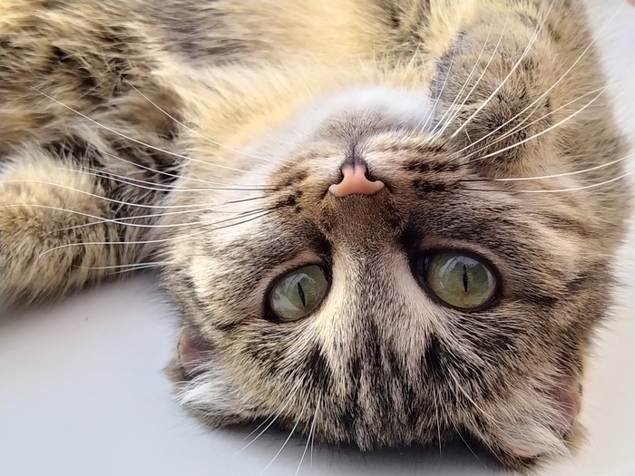 ���� ���������� ��� �� ��������