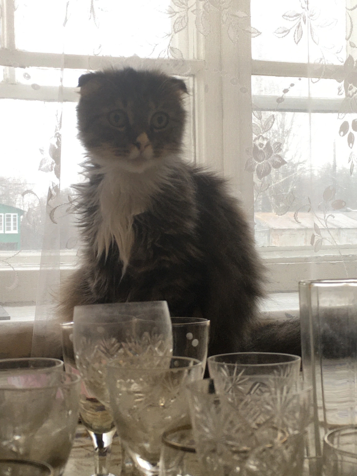 ��� ������ ���������� ����