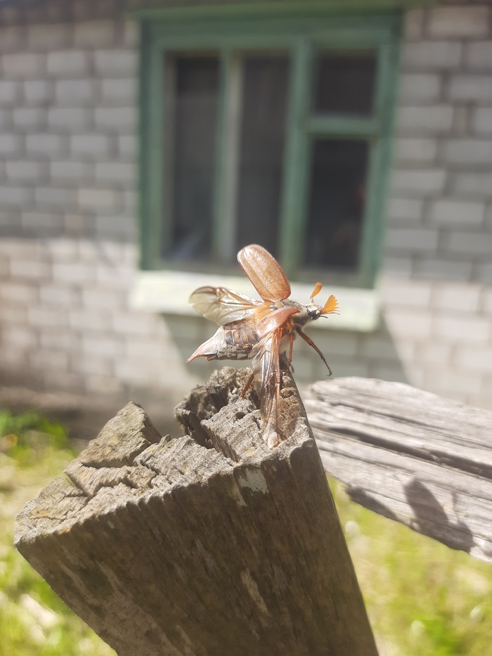 ������ ���� ����� ����