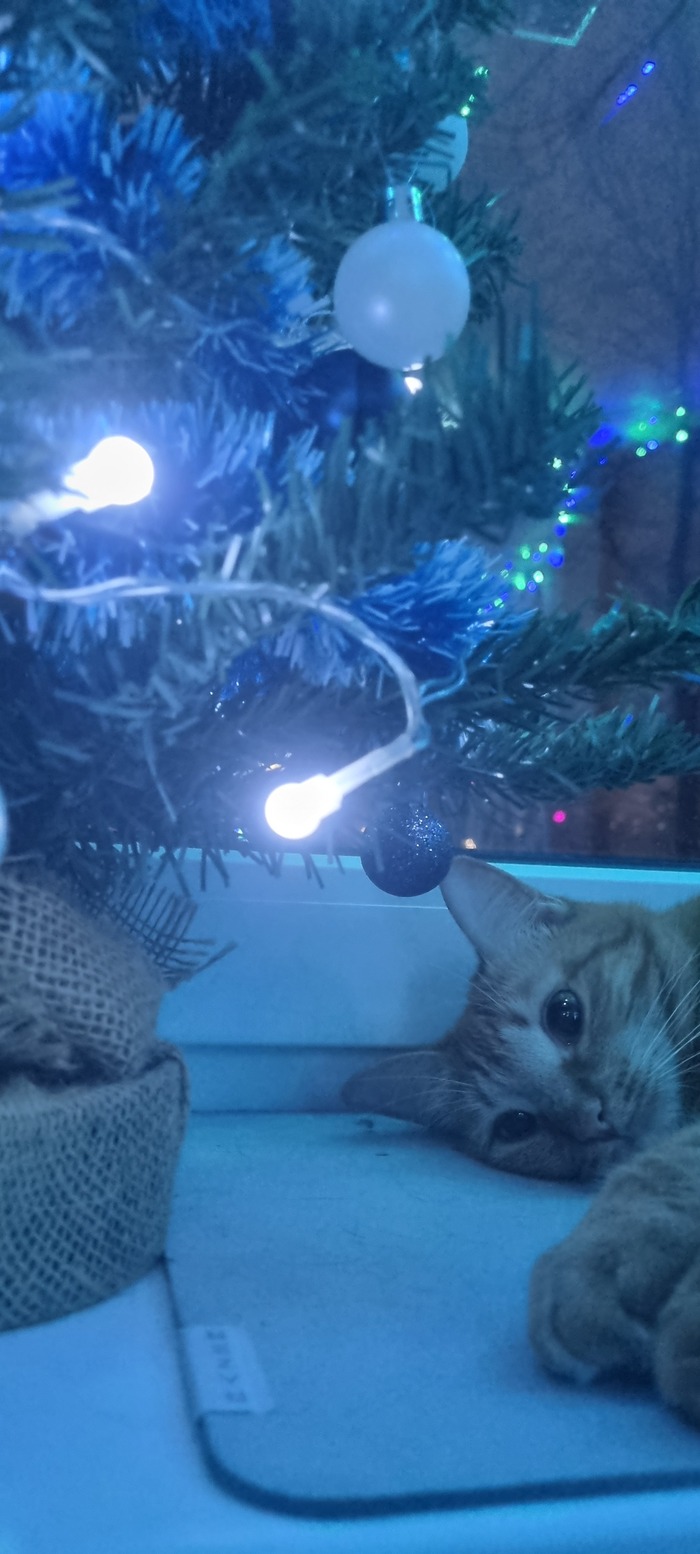 Мо лучшая фотография кота