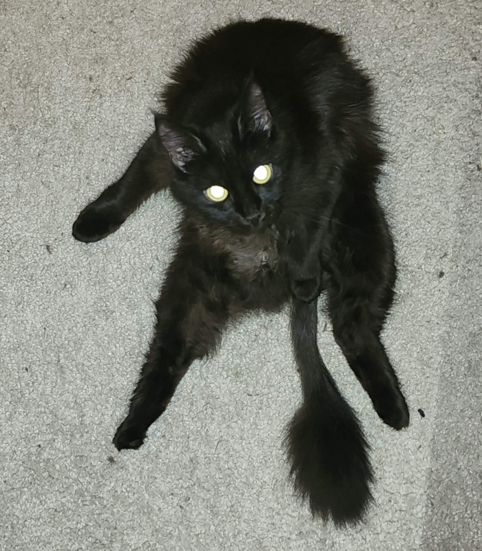 ����������� - ���������