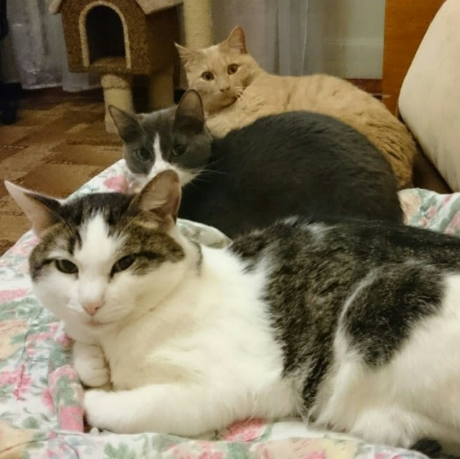 Мое лучше фото… котов))