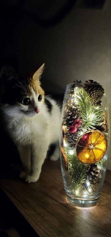 ������� �����������