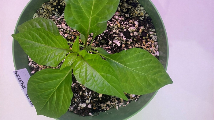 ����� ������ �����