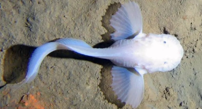 Глубоководный морской слизень