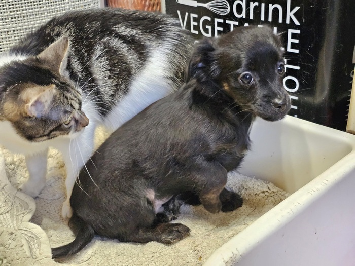 ��� �������. ����� �� ���� ��������� ���.