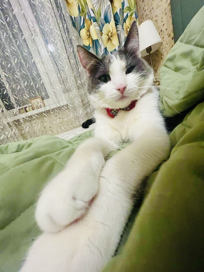 Моё лучшее фото кота