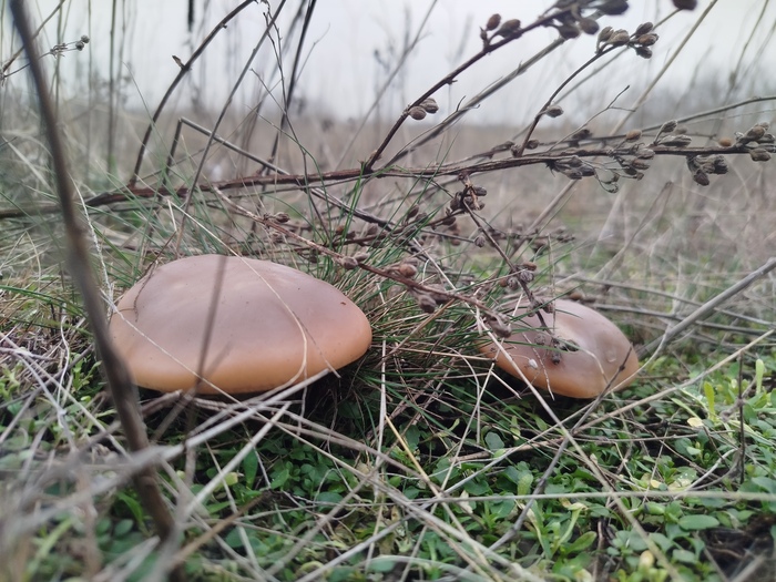 ����������� �����