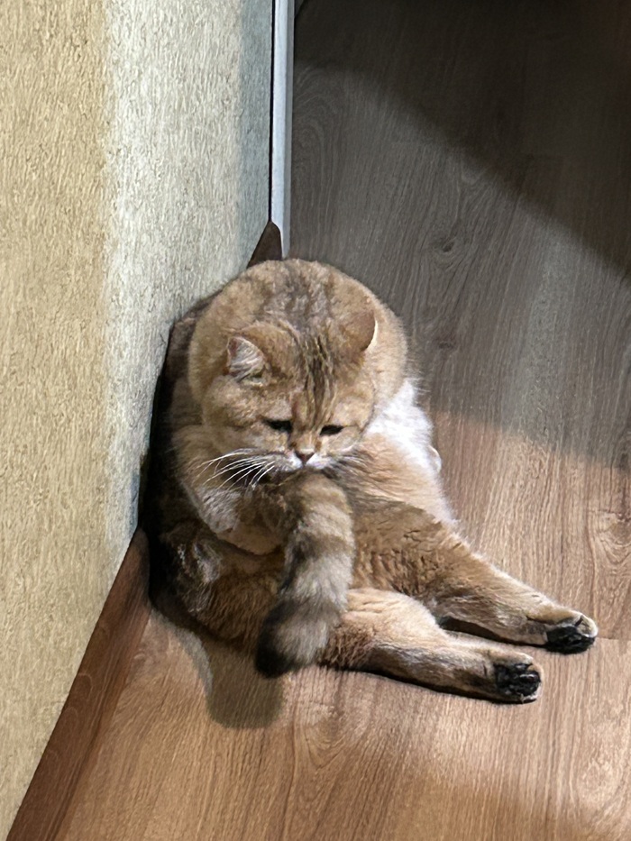 Очередной ответ на пост «Моя лучшая фотография кота»