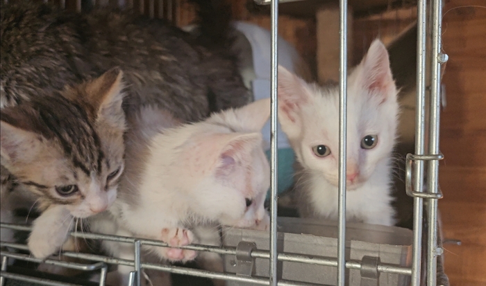 ������ ���� ���.