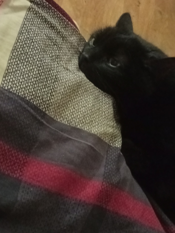 ��� ���, ������