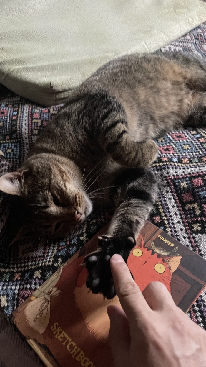 Моя лучшая фотка кота