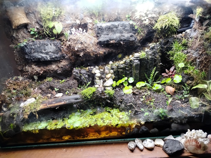 Палюдариум-мокричник - мой комнатный сад