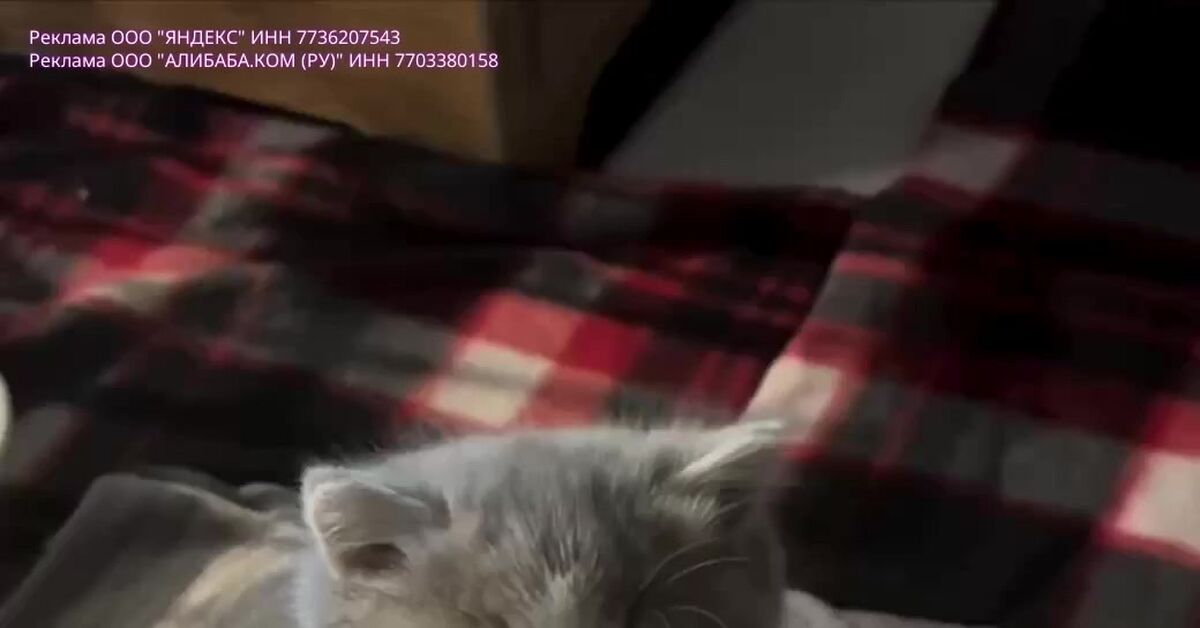 Here I am, trying with all my might to keep my eyes open. - cat, Short videos, Vertical video, Fluffy, Funny animals, Video, Soundless