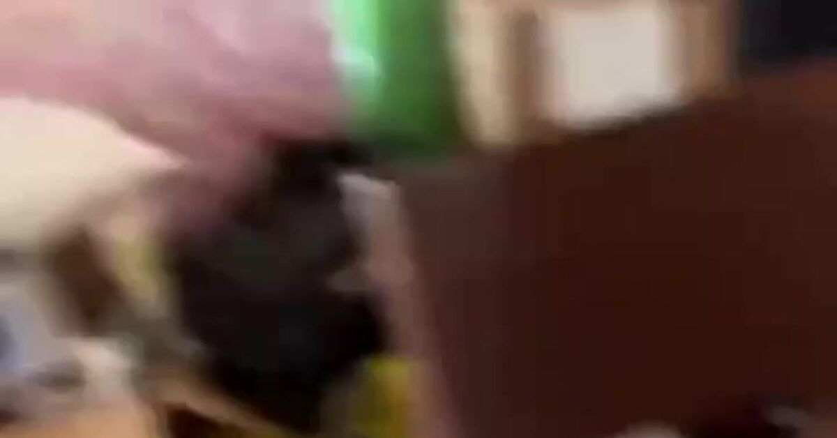 Response to the post Concert without applications - A parrot, Corella, Hand, Duet, Video, Vertical video, Short videos, Speed Metal, Neural network art, Reply to post