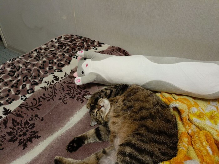 �� �� ����� ��� ��������� ����, ��� ���������� ���-�����