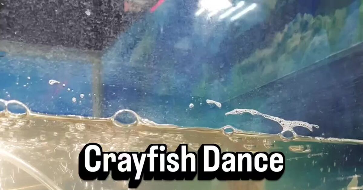 Dance of the Crayfish - My, Crayfish, Dancing, Video, Vertical video, Short videos