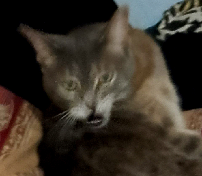 Знакомьтесь - Симка, 13 лет. Старая, ворчливая, вредная. Но очень чистоплотная :)