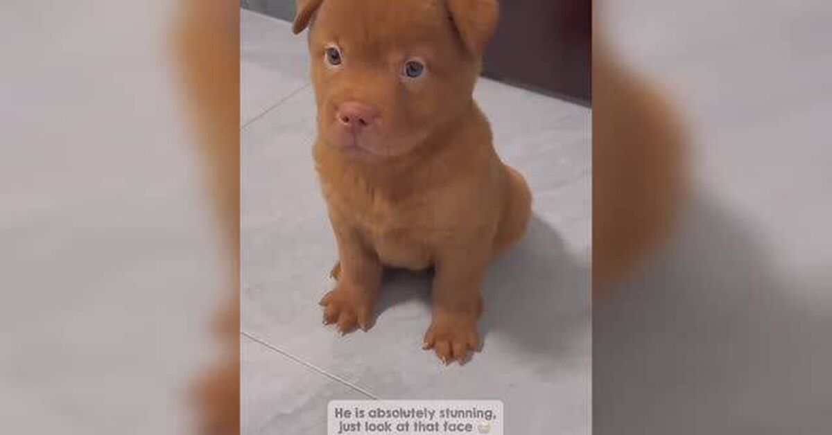 Funny Dogs, Cats, and More (Part 6) - Series Cute and funny ponytails, Animals, Pets, Dog, cat, Puppies, Small cats, The Bears, Panda, Wild animals, Humor, Milota, Video, Rutube