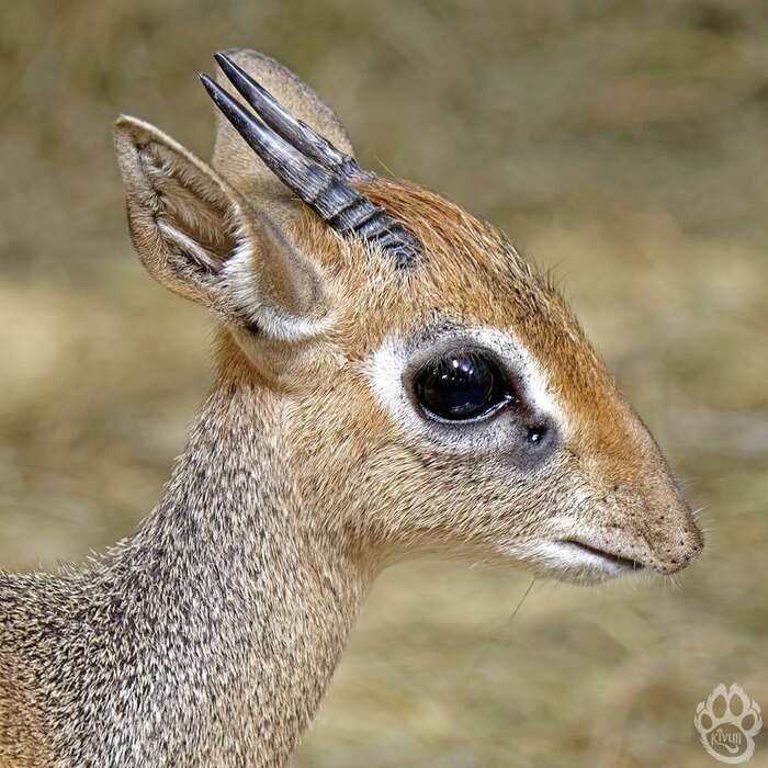 Портрет дикдика