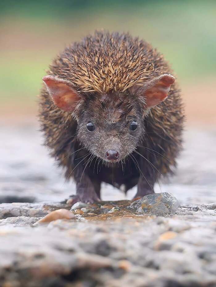 ����������� ��