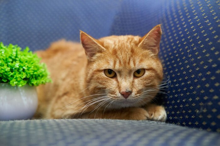 Рыжик ищет дом