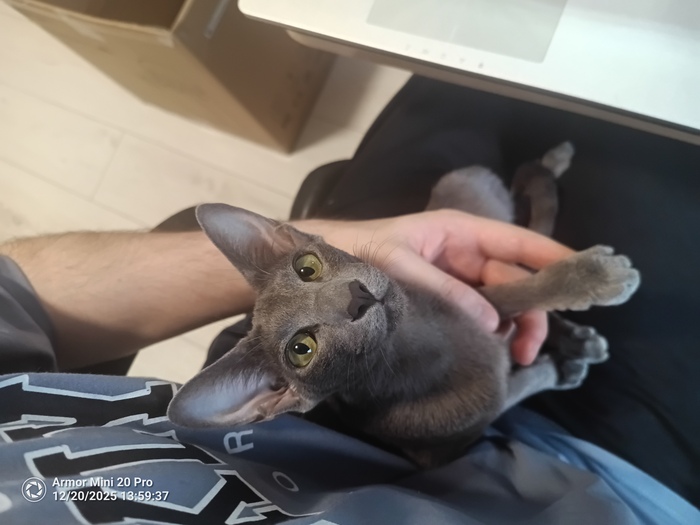 ��� ���������