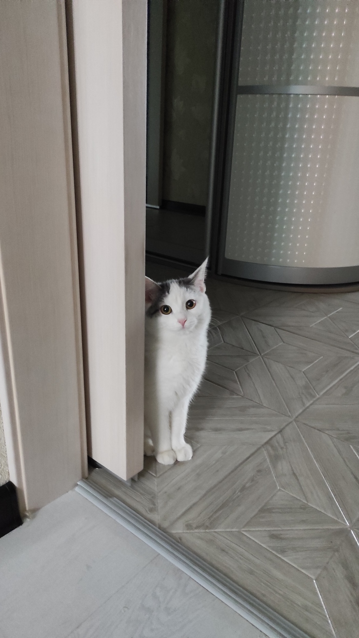Фото коточки Ариши