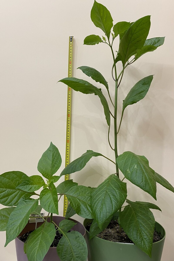 ��������, 4 ���., 30 � 70 ��