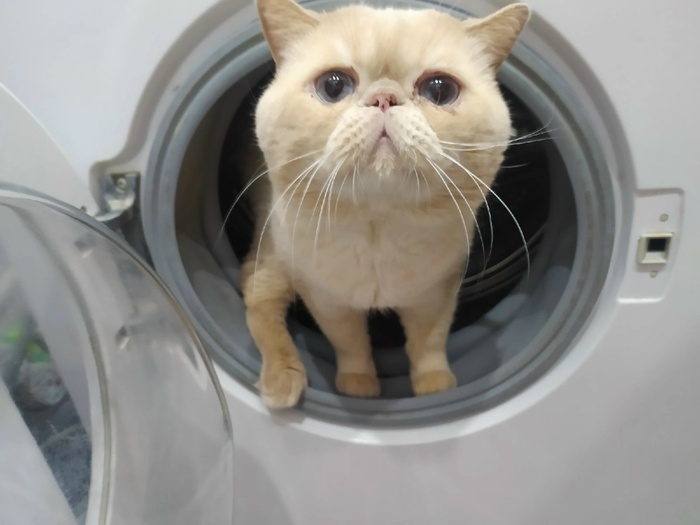 Лучшее фото моего кота