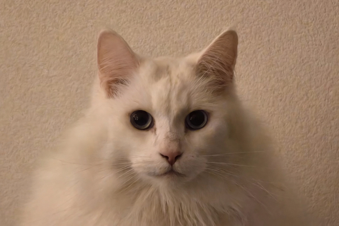 кошь по имени Юки