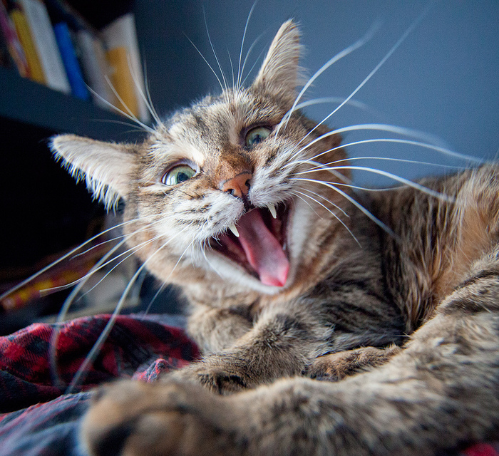 ������ ���� ����� ����