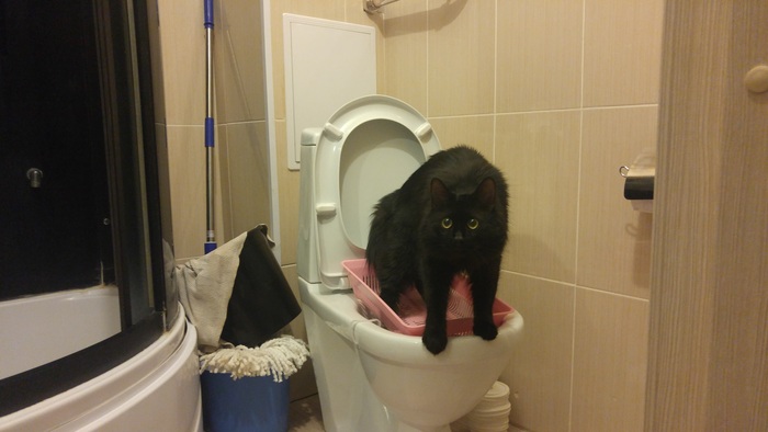 Ответ на пост «Моя лучшая фотография кота»