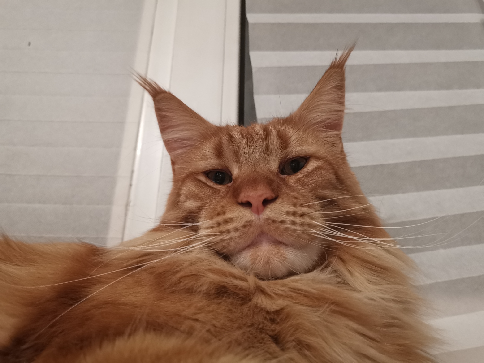 Лучшие фото моего кота. Тоже - Мейн-кун, Фотография, Большие кошки, Кошатники, Кот, Моё