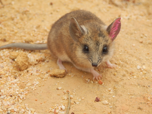 ������������ �������� ����. ���� <a href="https://pikabu.ru/story/zhirnokhvostaya_sumchataya_myish_13523959?u=https%3A%2F%2Fwww.inaturalist.org%2Fguide_taxa%2F1529236&t=%D0%BE%D1%82%D1%81%D1%8E%D0%B4%D0%B0&h=88ae824a2f52ca5cf5798c8c211a71223e0a5b0f" title="https://www.inaturalist.org/guide_taxa/1529236" target="_blank" rel="nofollow noopener">������</a>