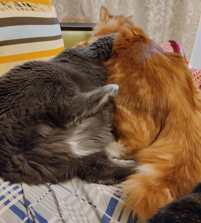 ������ ���� �����. ���� ��. ��������� ������