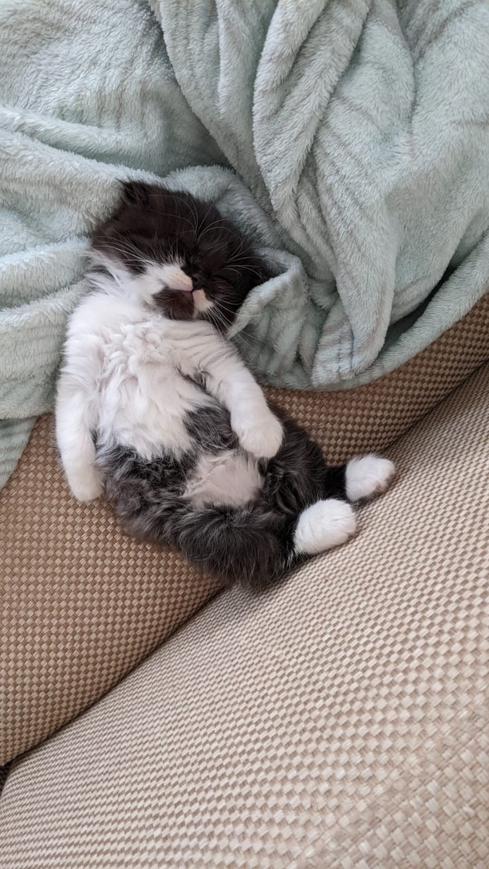 ������ ���� ������� ����