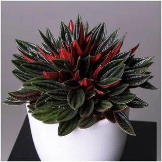 ��������� �����