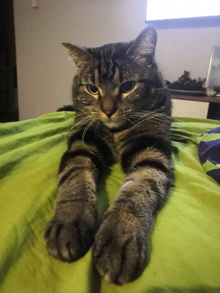 Лучшее фото моего кота