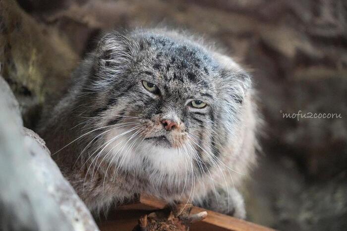 ���� ������������...