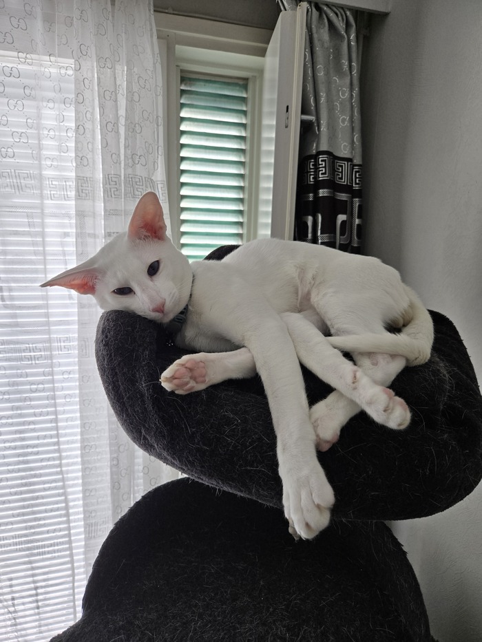 ��� �����������