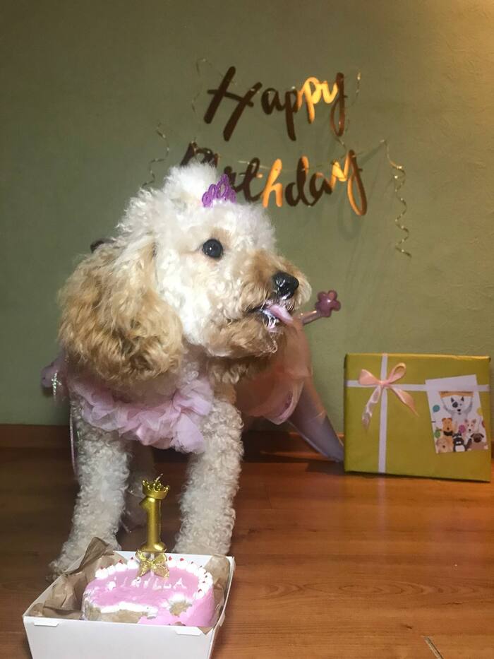 День рождение той-пуделя Цириллы