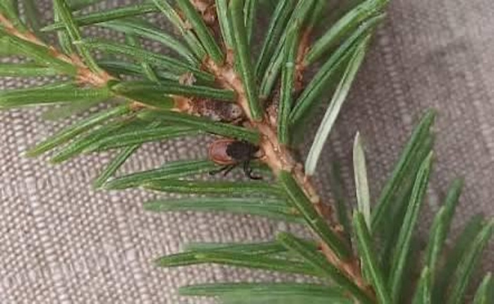 ��������� ����� �� ����: ������ ��� ���������� ���?