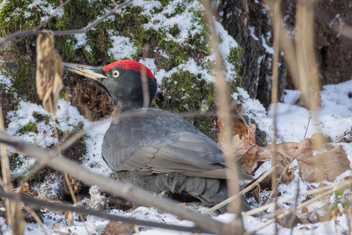 (жмакаем на фото для лучшего качества)