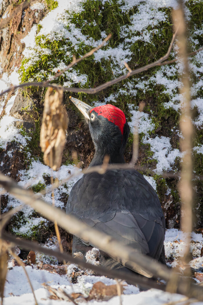 (жмакаем на фото для лучшего качества)