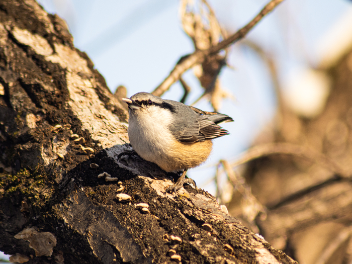 �������, ����� �������🐥