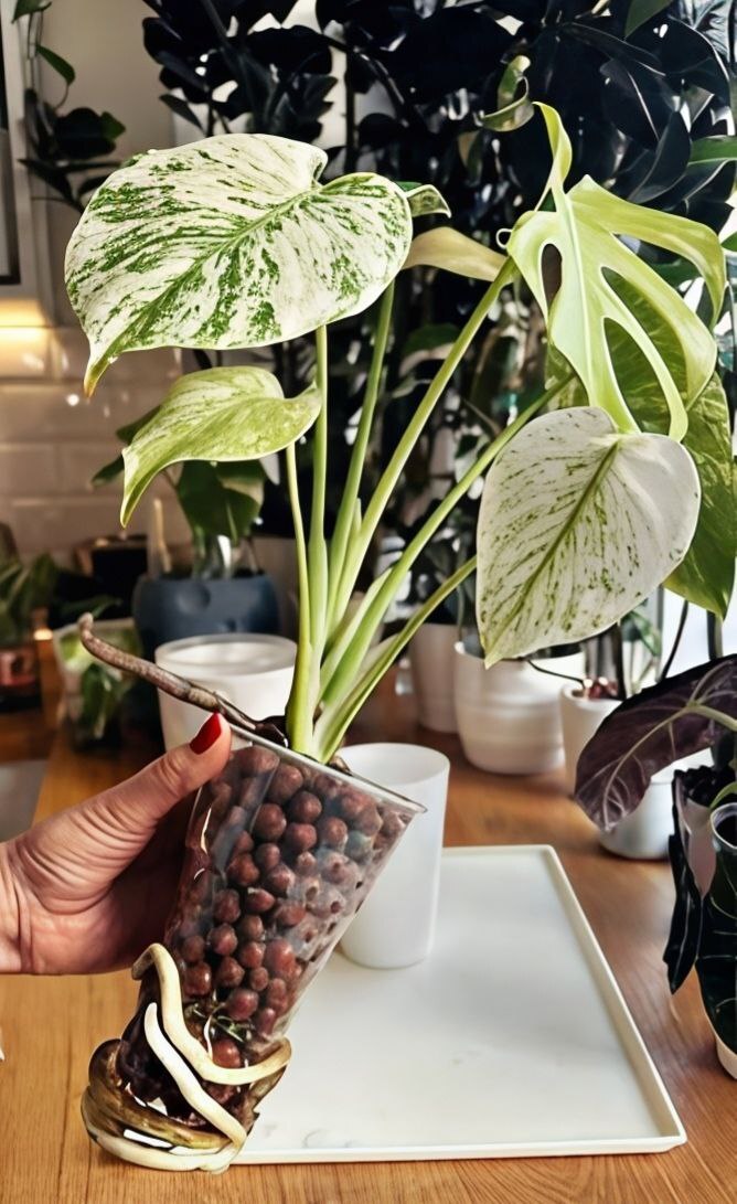 ��������������� � ���������