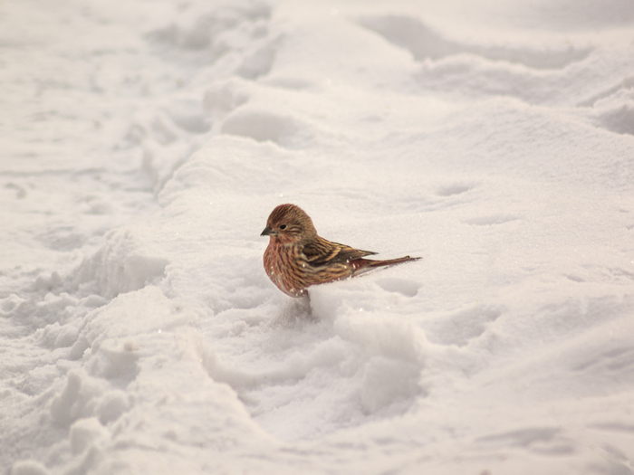 ������� �������� � �����, ������������